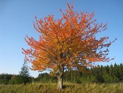 Colorful trees in the autumn