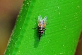 Close-up of the fly on the leaf