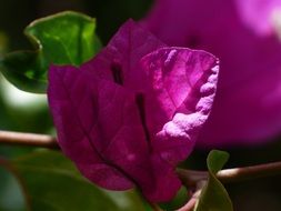 cute colorful flowers of bougainvillea