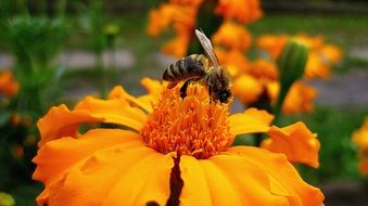 wasp flower nature