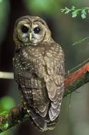 northern spotted owl
