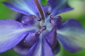 Purple Columbine bud