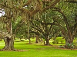 old oaks and spanish moss