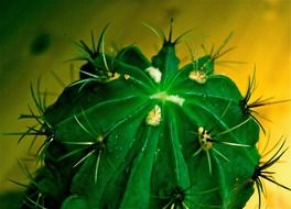 green cactus with big spines close up