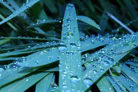 raindrops on swamp grass close-up