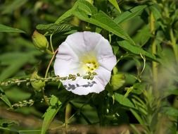 White flower among green leaves