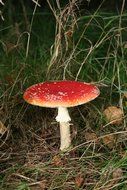 fly agaric mushroom in the dark