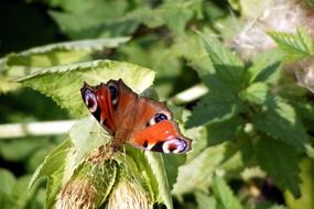 peacock butterfly on wild grass