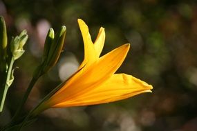 yellow flower with buds on the blurred background