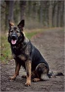 German shepherd in the forest