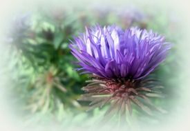 blue flower blurred