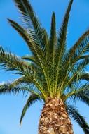 photo of tropical palm trees