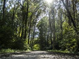 bright sun in the trees above the forest road