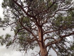 Pinus ponderosa or ponderosa pine