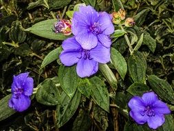 lilac spring flowers after rain