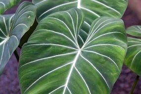 closeup photo of large leaves of philodendron gloriosum