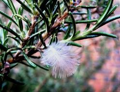 bird feather on the green branch of a tree