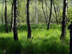 Birch forest in Germany