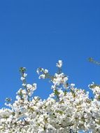 cherry branches with flowers under the blue sky