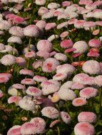 meadow of fluffy pink daisies