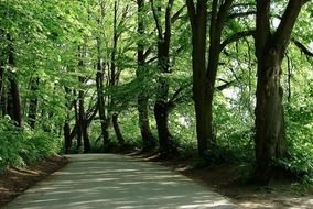 tree forest leaves