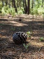 big bump like pineapple