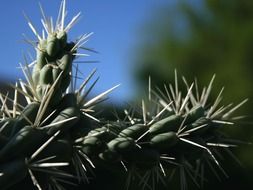 thorny cactus in Arizona