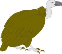 vulture bird drawing