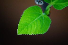 growing young leaf