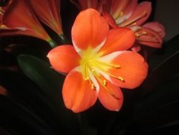 Beautiful colorful clivia flowers