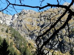 view of the Alps through the trees