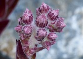 flower buds close-up