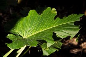 green leaves of the rainforest