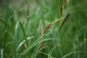 dew on green reeds close-up