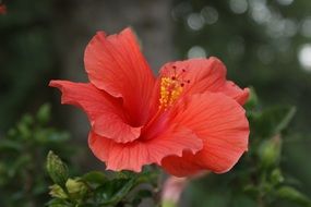 coral hibiscus flower close up