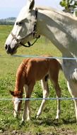 foal and horse on a farm