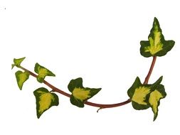 graphic image of a grapevine branch