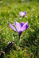 crocus among green grass