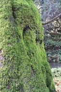 tree trunk in Muir Woods, California