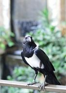 pied crow bird