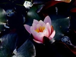 water lily lotus, south park, dusseldorf