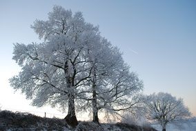 tree branches in the snow in winter