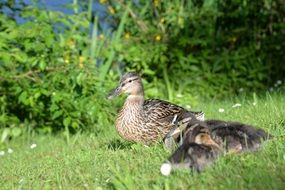 brown ducks on green grass