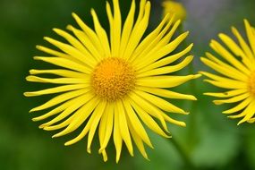 Caucasus flower