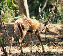 deer with big horns in the wild nature