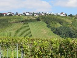 green fields of vineyards in the countryside