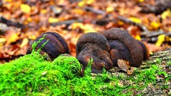 Daedaleopsis fungi on tree trunk