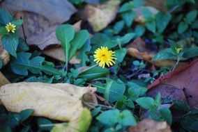 dandelion in the forest