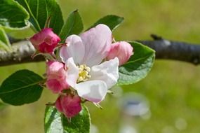 amazing apple tree blossom