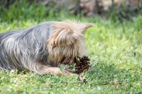 yorkie terrier dog playing with cone portrait